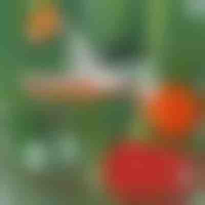 Máquina profissional de amarração de plantas | PLANTBRAND